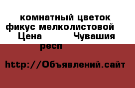 комнатный цветок фикус мелколистовой   › Цена ­ 400 - Чувашия респ.  »    